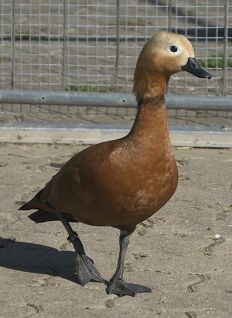日可待